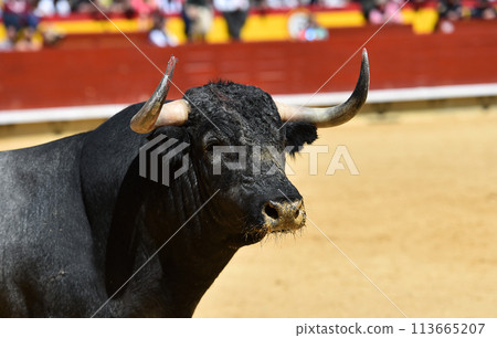 spanish bull with big horns spanish bull with big horns 113665207