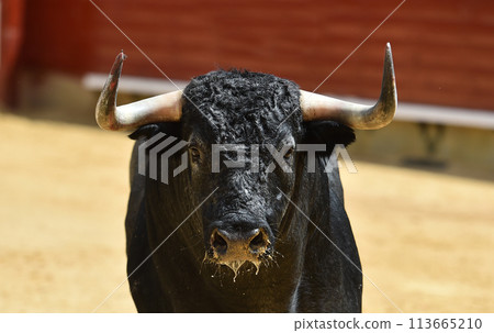 spanish bull with big horns  113665210