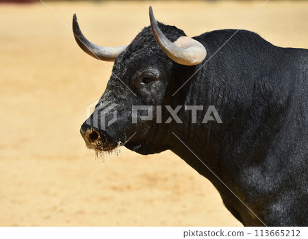 spanish bull with big horns spanish bull with big horns 113665212