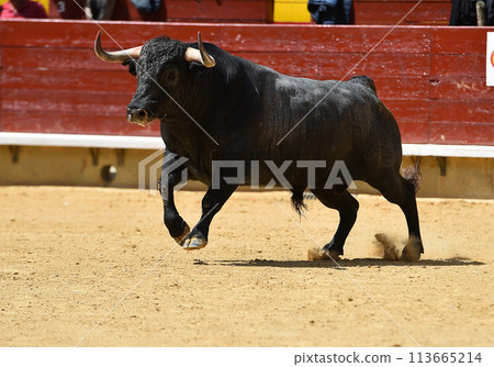 spanish bull with big horns  113665214