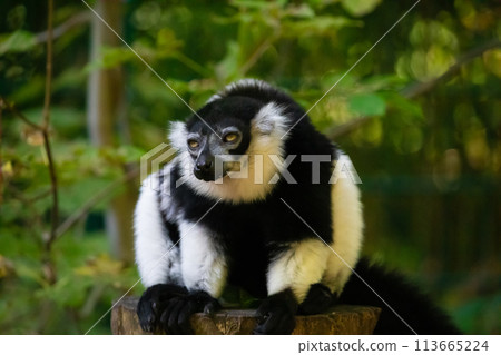 Black and white Ruffed Lemur closeup Black and white Ruffed Lemur closeup 113665224