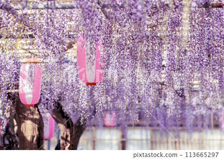 碧南市廣藤園盛開的長紫藤 碧南市廣藤園盛開的長紫藤 113665297