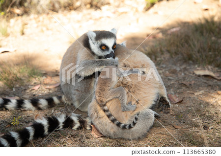 ring-tailed gray lemur in natural environment Madagascar ring-tailed gray lemur in natural environment Madagascar 113665380