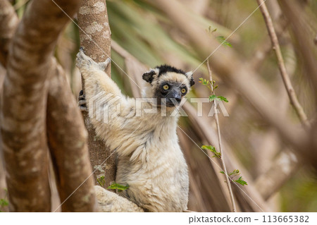 Sifaka lemur (Propithecus verreauxi), Madagascar nature 113665382