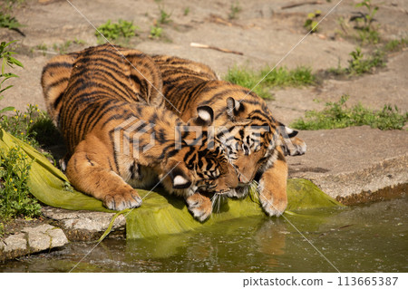 critically endangered Sumatran tiger 113665387