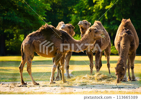 several camels graze and eat hay on a free range several camels graze and eat hay on a free range 113665389
