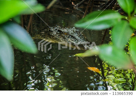 large adult crocodile in water, in its natural environment large adult crocodile in water, in its natural environment 113665390