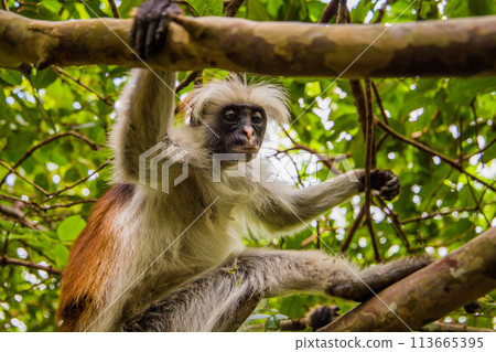 Zanzibar red king colobus closeup 113665395