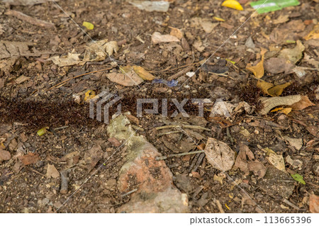 Top view of termite trails on ground. 113665396