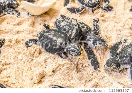 newborn cubs of sea turtle 113665397