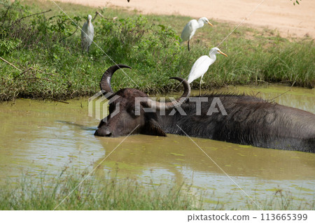 Asiatic water buffalo resting in cool water 113665399