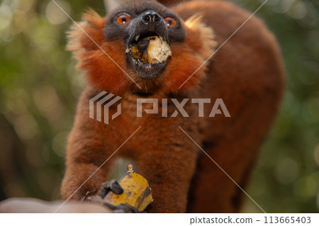 Red lemur (Eulemur Coronatus), endemic animal Red lemur (Eulemur Coronatus), endemic animal 113665403