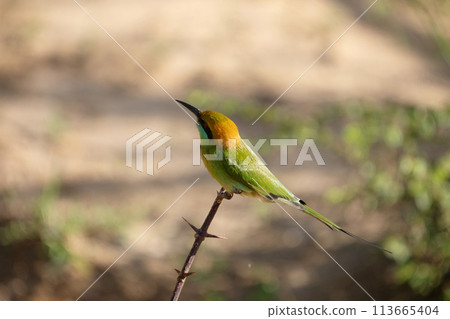 blue-cheeked bee-eater (Merops persicus) blue-cheeked bee-eater (Merops persicus) 113665404