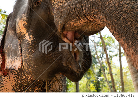Asian Elephant skin texture abstract background 113665412