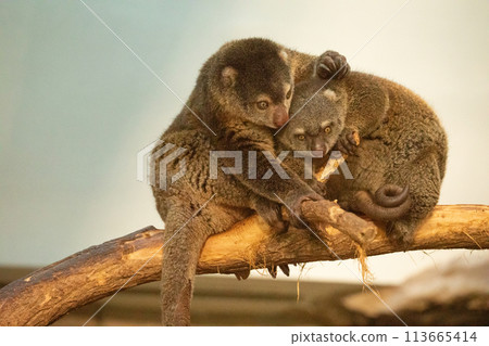 cute wild bear cuscus aulirops ursinus arboreal cute wild bear cuscus aulirops ursinus arboreal 113665414