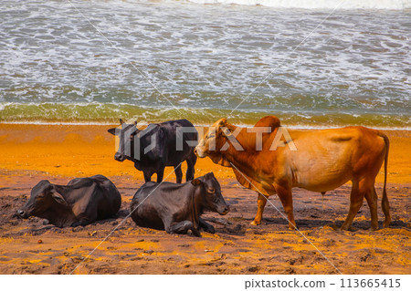 Cows on beach Sri Lanka 113665415