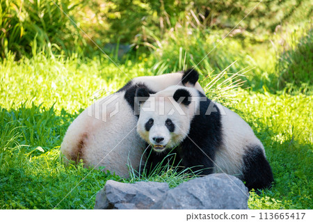 cheerful playing pandas on green lawn 113665417