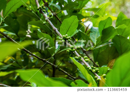 ripening growing coffee beans green bush coffee plantation 113665459