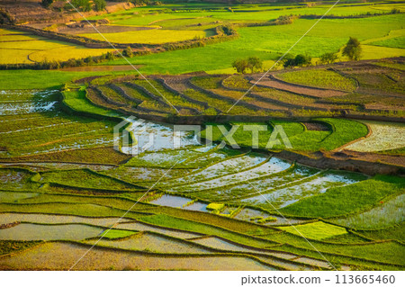 Rice terrasses fields of Madagascar Rice terrasses fields of Madagascar 113665460