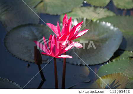 Panoramic of blooming Lotus flower Panoramic of blooming Lotus flower 113665468