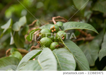 Three guava are on the tree branch Three guava are on the tree branch 113665471