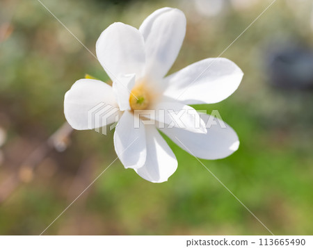 Mixed colorful flowers Nature background 113665490