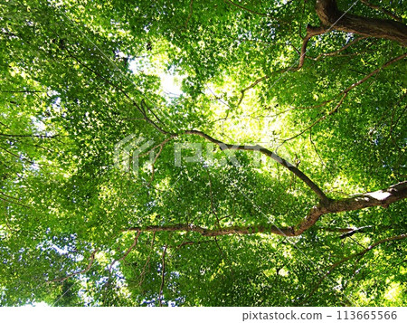 Image of maple in summer 113665566