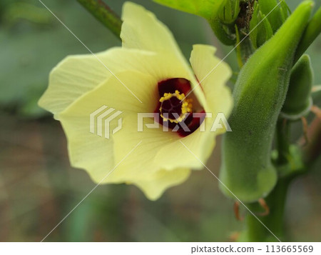 田間秋葵花生態照片 田間秋葵花生態照片 113665569