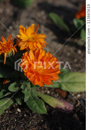 Beautiful orange flower with large petals 113665619