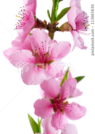 Peach flowers isolated on white background. Nectarine branch with pink flowers. 113665630