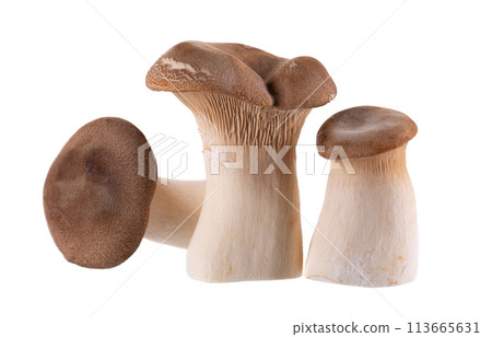 King oyster mushroom isolated on white background. Pleurotus eryngii mushroom. 113665631