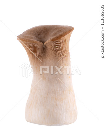 King oyster mushroom isolated on white background. Pleurotus eryngii mushroom. 113665635