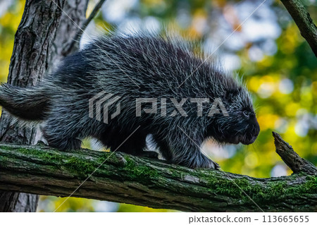 Erethizontidae, north american porcupine, climbing over tree Erethizontidae, north american porcupine, climbing over tree 113665655