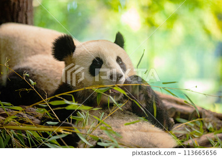 Side view of panda bear eating next to tree Side view of panda bear eating next to tree 113665656