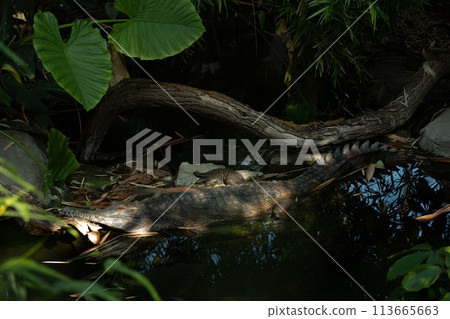 gharial (in latin Gavialis gangeticus), gavial 113665663