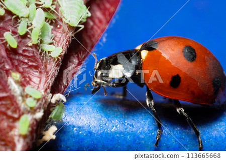 macro 5x image ladybug destroying eats green aphids close up macro 5x image ladybug destroying eats green aphids close up 113665668