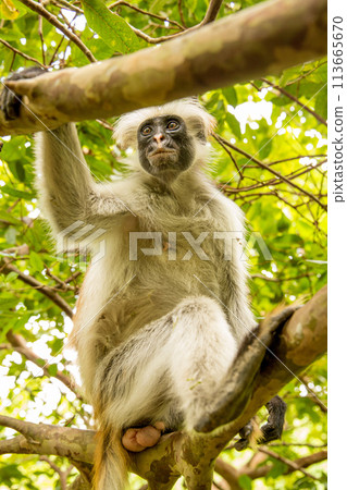 Zanzibar red king colobus closeup Zanzibar red king colobus closeup 113665670