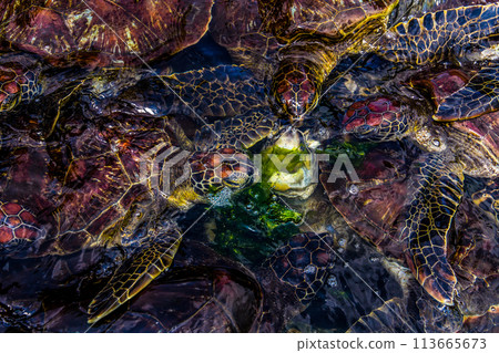 young sea turtles living on farm in Africa under protection. young sea turtles living on farm in Africa under protection. 113665673