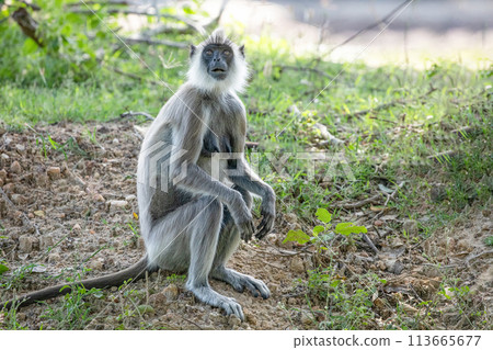 black faced grey langur monkey in Yala National Park, Sri Lanka black faced grey langur monkey in Yala National Park, Sri Lanka 113665677