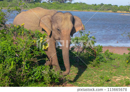 Indian elephants Baby with its mother 113665678