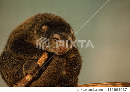 cute wild bear cuscus aulirops ursinus arboreal cute wild bear cuscus aulirops ursinus arboreal 113665687