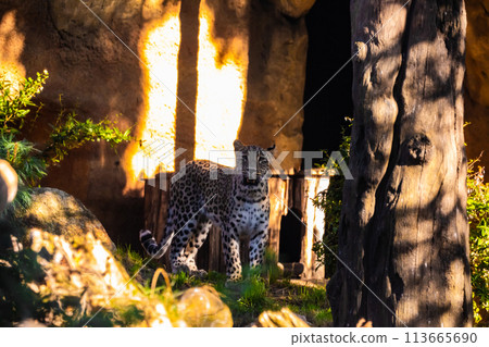 Persian leopard (Panthera pardus saxicolor) 113665690