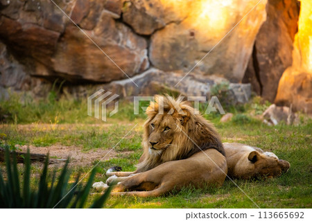Pair adult Lions playing in zoological garden 113665692