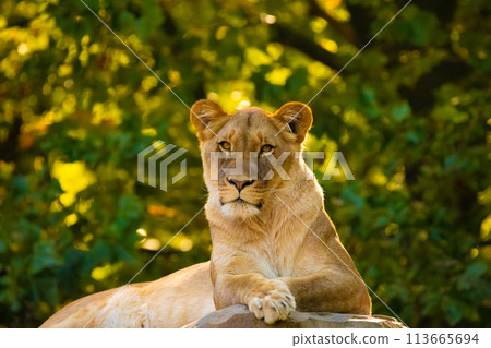 adult Lion playing in zoological garden adult Lion playing in zoological garden 113665694