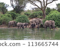 A group of elephants are drinking water from a river. Some of the elephants are standing in the water while others are on the river bank. There are also some hippos in the water. 113665744