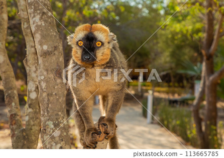 Red-bellied Lemur - Eulemur rubriventer, Cute primate. 113665785