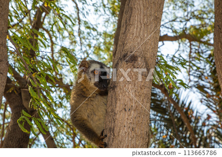 Red-bellied Lemur - Eulemur rubriventer, Cute primate. 113665786