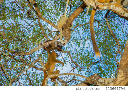 brown lemur (Eulemur fulvus) in Lemur Park, Madagascar 113665794