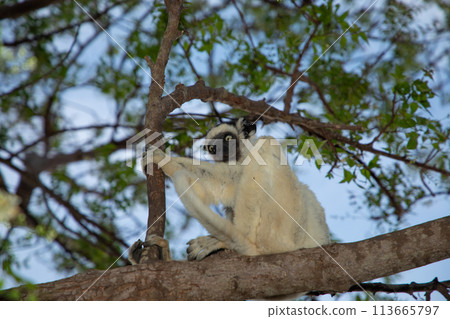Verreaux's white sifaka with dark head Madagascar island fauna. Verreaux's white sifaka with dark head Madagascar island fauna. 113665797