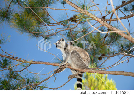 ring-tailed gray lemur in natural environment Madagascar 113665803